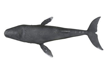Humpback whale viewed from above. 3D rendering isolated.