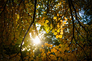 Autumn trees with yellow leaves - view from the bottom up against the sun rays
