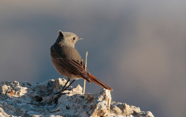 Black Redstart (Phoenicurus ochruros) is a songbird that lives on high mountain slopes. It lives in Asia, Europe and North Africa.