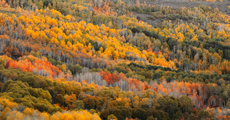 autumn in the forest
