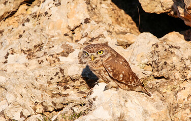 Little Owl (Athene noctua) is a carnivorous bird and generally feeds on mice, birds and reptiles.