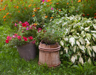 Fototapeta na wymiar Petunia, hosta and marigold in the garden