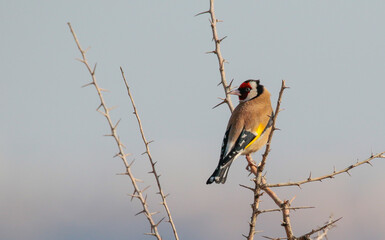 European Goldfinch (Carduelis carduelis) feeds mainly on thistle seeds in winter. They are...