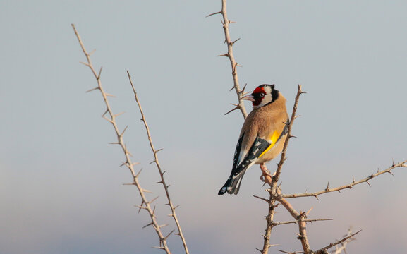 European Goldfinch (Carduelis carduelis) feeds mainly on thistle seeds in winter. They are undoubtedly the best songbirds in the world.