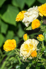 Blooming two-coloured bright yellow white Tea-hybrid rose of kerio variety