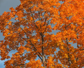 Maple trees in the city park at autumn day.