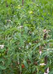 Growing the tomatoes.