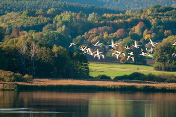 Fototapeta na wymiar A flock of wild geese on the background of a forest and a lake.