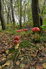 Fly Agaric (Amanita Muscaria)
Fly Agaric (Amanita Muscaria)
