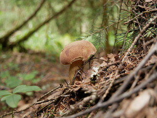 Large freshly grown mushrooms in a coniferous forest on a sunny summer day. Organic food for vegetarians. The growth of healthy food.