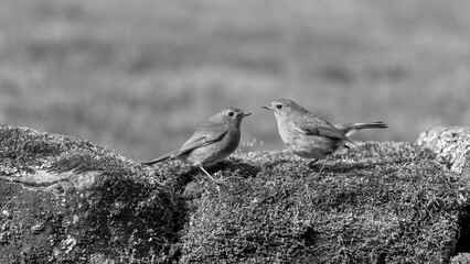 Black and white photo of two robins eyeing each other up - stock photo