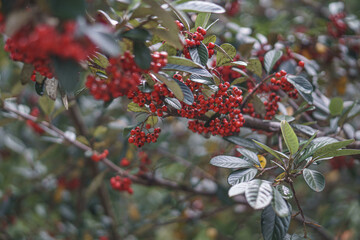 red berries on a tree