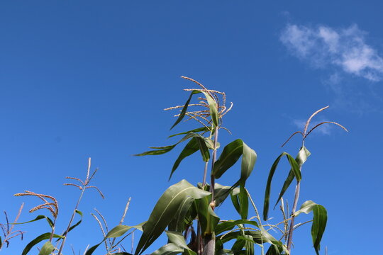 milpa