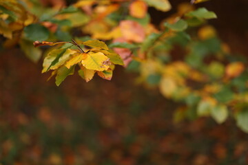 Fototapeta liście jesień obraz