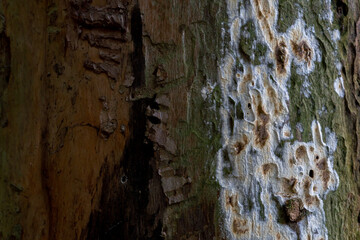 A dry, fat-free tree eaten by a bark beetle. A sick tree without bark. Damaged trees in the forest from pesticides and agrochemicals.