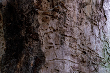 A dry, fat-free tree eaten by a bark beetle. A sick tree without bark. Damaged trees in the forest from pesticides and agrochemicals.