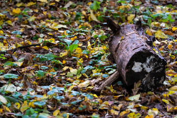 An old rotten fallen tree lies on the ground next to fallen colorful leaves in the forest. Autumn colorful season. Autumn landscape in a remote forest.