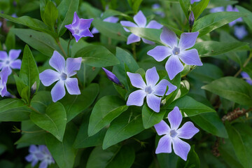 Closeup of Pervinca difformis blue flowers