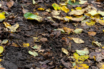 Picturesque leafy paths in the forest in bright colors of the autumn season. Various yellow leaves are lying on the grass. Yellow birch leaf on the ground, autumn background.