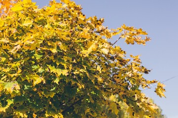 Bright yellow autumn maple leaves on blue sky background