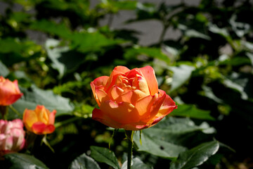 Macro photography of a flower: detail shot of a flower with background blur.