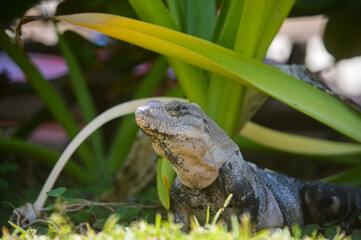 iguana in the grass
