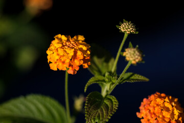Macro photography of a flower: detail shot of a flower with background blur.