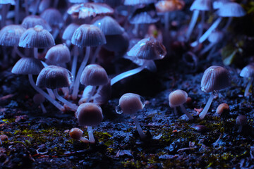Small mushrooms toadstools. Psilocybin mushrooms under ultraviolet light. Selective focus