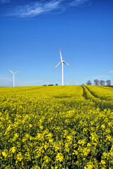 Wind turbines in the field of sunflowers