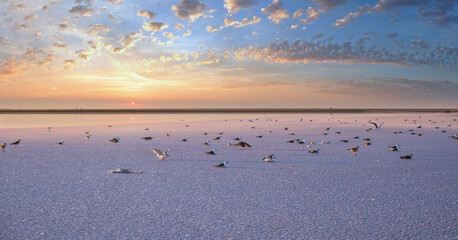 Seagulls on sunset Genichesk pink  salty lake, Ukraine