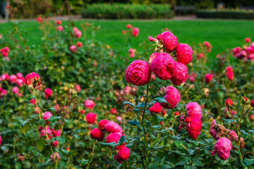 Retrato de flores en un parque de dia