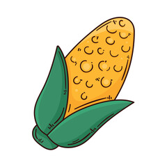 corn cob fresh vegetable