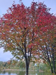 autumn in the park