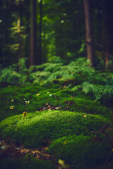 Mossy forest ground. High quality photo - 536186561