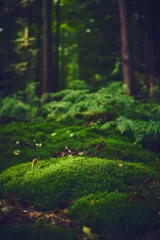 Poster Mossy forest ground. High quality photo © Florian Kunde