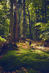 Moss covered forest ground. High quality photo