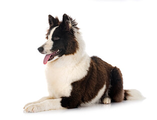 young Yakutian Laika