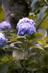 Hortensia