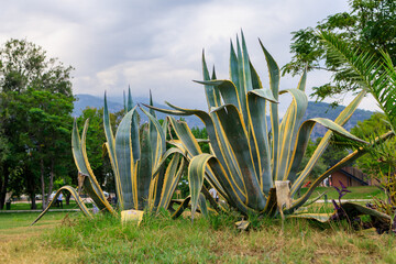 Exotic landscaping in the public park of the resort village. Background with copy space