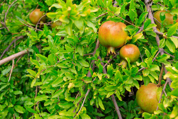 Pomegranate fruits ripen on trees in the garden. Natural background with selective focus and copy space