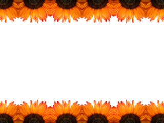 top and bottom bordered frame of bright sunflowers