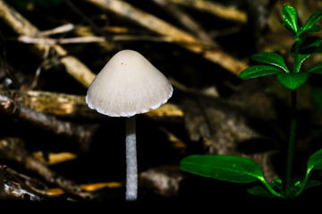 In the autumn forests in Bavaria, they can be found almost everywhere: Mushrooms in all colors. On leafy forest floors and lush green moss, they look incredibly bizarre and unique.