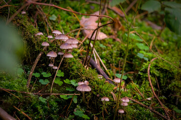 In the autumn forests in Bavaria, they can be found almost everywhere: Mushrooms in all colors. On leafy forest floors and lush green moss, they look incredibly bizarre and unique.