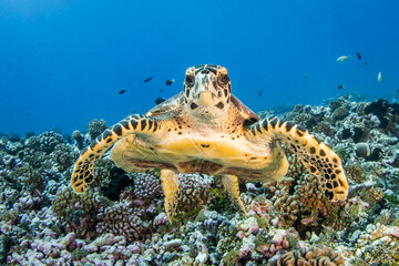 Obraz na płótnie Canvas Hawsbill sea turtle