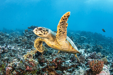 Hawsbill sea turtle