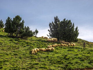 Hirte hütet Schafe in den Bergen, in Dersim