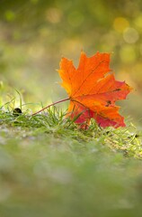 Colorful autumn leaves detail on autumn background.