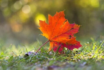 Colorful autumn leaves detail on autumn background.