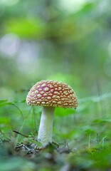Red toadstool (Amanita muscaria) is a poisonous mushroom from the Amanita family. It belongs to the most famous poisonous mushrooms. It is also used for its psychotropic effects.