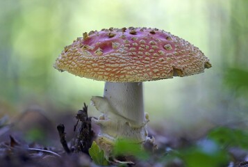 Red toadstool (Amanita muscaria) is a poisonous mushroom from the Amanita family. It belongs to the most famous poisonous mushrooms. It is also used for its psychotropic effects.